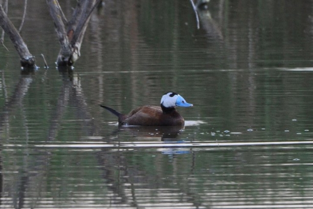 malvasia cabeciblanca de las tablas de daimiel